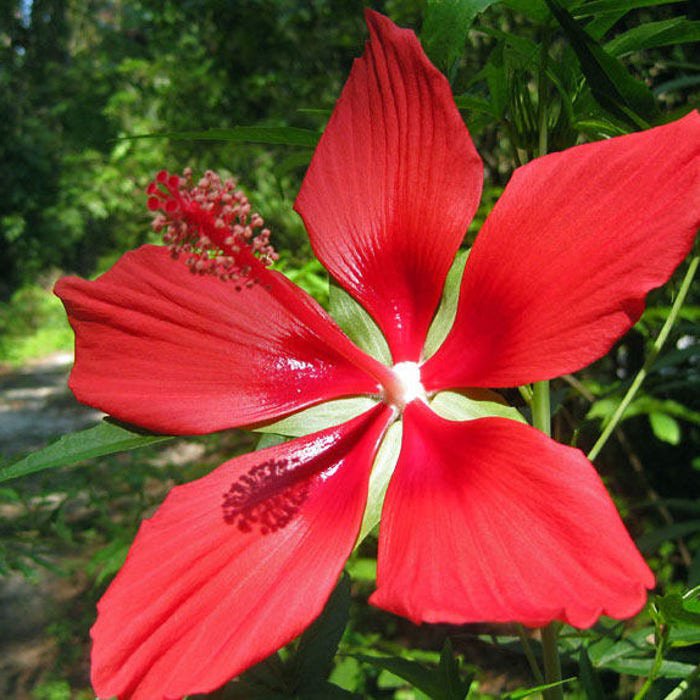 Hibiscus Coccineus Texas Star 5 Seeds