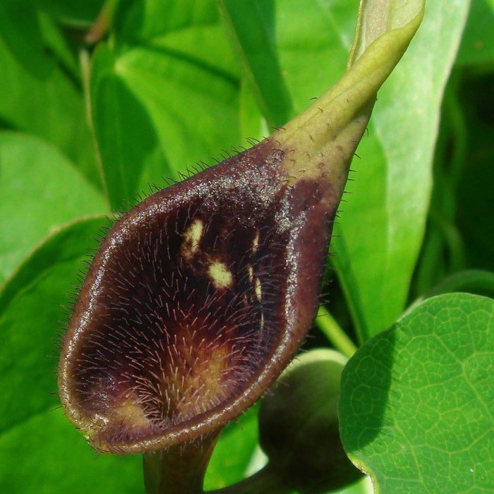 Aristolochia Debilis 50 Seeds