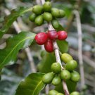 Coffea Arabica Caturra Dwarf Coffee 20 Seeds