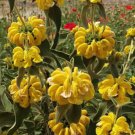 Phlomis Fruticosa Shrubby Jerusalem Sage 10 Seeds