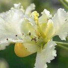 Caesalpinia Pulcherrima White 10 Seeds