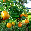 Fortunella Crassifolia Meiwa Kumquat Sweet Kinkan 5 Seeds