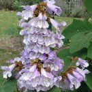 Paulownia Fortunei Dragon Tree Fortunes Empress Sapphire 100 Seeds