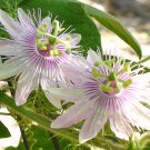 Passiflora Foetida Wild Maracuja Bush Passion Fruit 5 Seeds