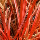 Uncinia Egmontiana Orange Hook & Egmont Hook Sedge 50 Seeds