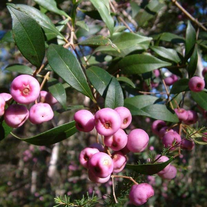 Syzygium Smithii Lilly Pilly Monkey Apple Acmena Eugenia 10 Seeds