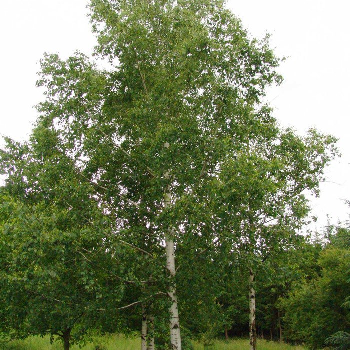 Betula Pendulaeuropean White Silver Warty Birch 50 Seeds