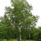Betula Pendulaeuropean White Silver Warty Birch 50 Seeds