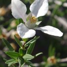 Fendlera Rupicola Cliff Fendlerbush 10 Seeds