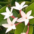 Carissa Carandas Bengal Currant Christs Thorn Carandas Plum 10 Seeds