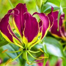 Gloriosa Carsonii Carsons Lily 5 Seeds