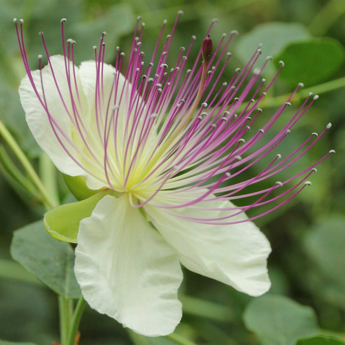 Capparis Spinosa Spineless Caper Bush Flinders Rose 50 Seeds