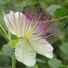 Capparis Spinosa Spineless Caper Bush Flinders Rose 50 Seeds