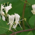 Lonicera Xylosteum European Fly Honeysuckle 50 Seeds