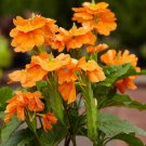 Crossandra Infundibuliformis Orange Marmalade 20 Seeds