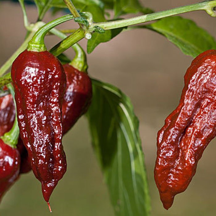 Bhut Jolokia Naga Chocolate Ghost Chili Pepper 20 Seeds