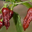 Bhut Jolokia Naga Chocolate Ghost Chili Pepper 20 Seeds