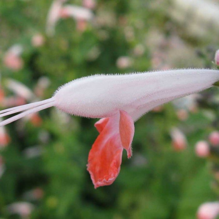 Salvia Coccinea Coral Nymph Texas Hummingbird Sage 5 Seeds