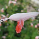 Salvia Coccinea Coral Nymph Texas Hummingbird Sage 5 Seeds