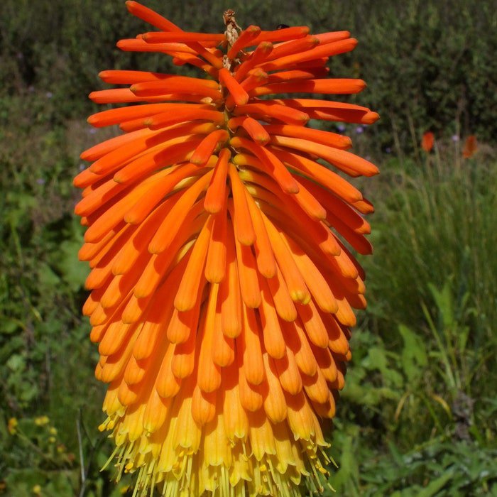 Kniphofia Linearifolia Linearis Marsh & Red Hot Poker Torch Lily 10 Seeds
