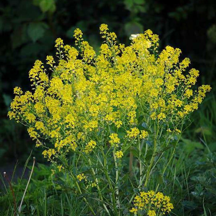 Barbarea Vulgaris Winter Cream St. Barbaras Herb Wintercress 100 Seeds