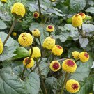 Acmella Oleracea Buzz Buttons Electric Daisy Toothache Plant 20 Seeds