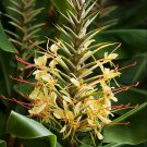 Hedychium Gardnerianum Himalayan & Kahili Ginger Garland Lily 10 Seeds