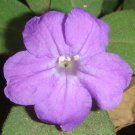 Ruellia Humilis Fringeleaf Wild Hairy Petunia 50 Seeds