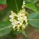 Ilex Vomitoria Weeping Yaupon Holly Pendula 20 Seeds