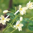 Moringa Oleifera Pkm2 5 Seeds