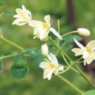 Moringa Oleifera Pkm1 Drumstick Horseradish Benzoil Tree 5 Seeds
