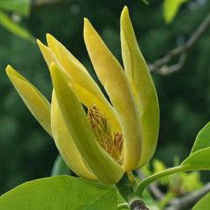 Magnolia Acuminata Cucumber Tree 10 Seeds