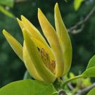 Magnolia Acuminata Cucumber Tree 10 Seeds