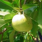 Dillenia Indica Chulta Elephant Apple Hondapara Tree Ou Tenga 20 Seeds