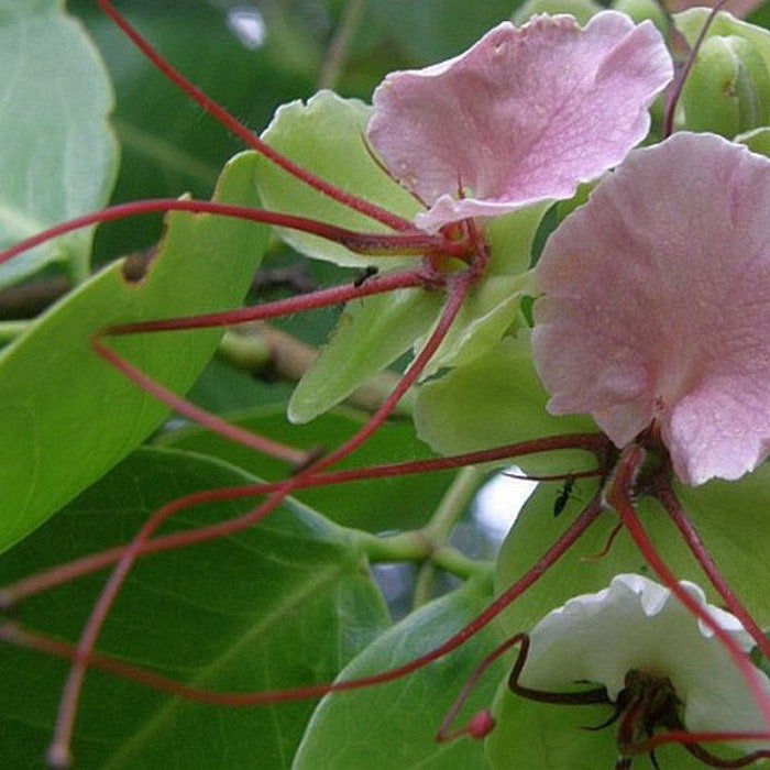Intsia Bijuga Moluccan Ironwood Ipil Borneo Teak Kwila 5 Seeds
