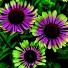 Echinacea Purpurea Green Twister 10 Seeds