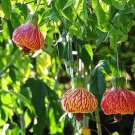 Abutilon Pictum Flowering Nabob & Parlour Maple 10 Seeds