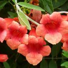 Campsis Tagliabuana Madame Galen 10 Seeds