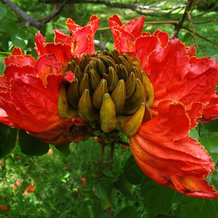 Spathodea Campanulata African Tulip Tree Flame Of The Forest 20 Seeds