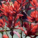 Castilleja Linariifolia Wyoming Narrow-Leaved Desert Paintbrush 50 Seeds