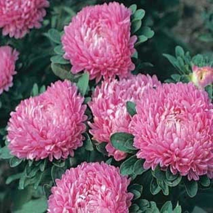 Callistephus Chinensis Dwarf Milady China Aster 20 Seeds