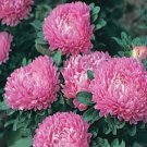 Callistephus Chinensis Dwarf Milady China Aster 20 Seeds