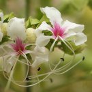 Clerodendrum Infortunatum Bhat Hill Glory Bower 5 Seeds