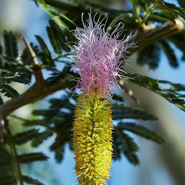 Dichrostachys Cinerea Marabou Thorn Sickle Bush Bell Mimosa 10 Seeds