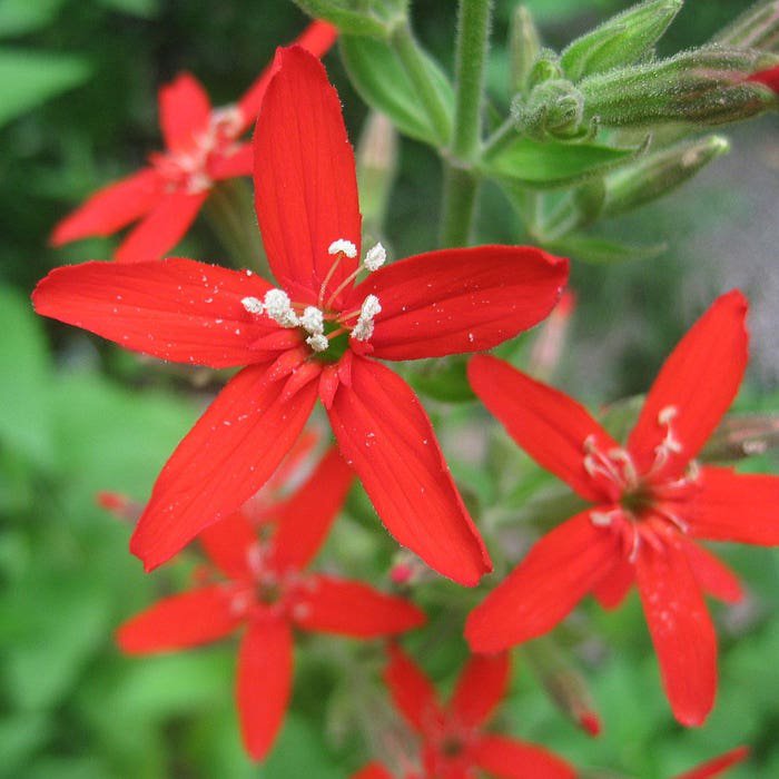 Silene Regia Royal Catchfly 10 Seeds