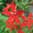 Silene Regia Royal Catchfly 10 Seeds