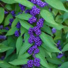 Callicarpa Dichotoma Purple Beautyberry Early Amethyst 20 Seeds