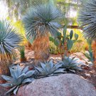 Yucca Rostrata Beaked Yucca Big Bend Yucca 10 Seeds