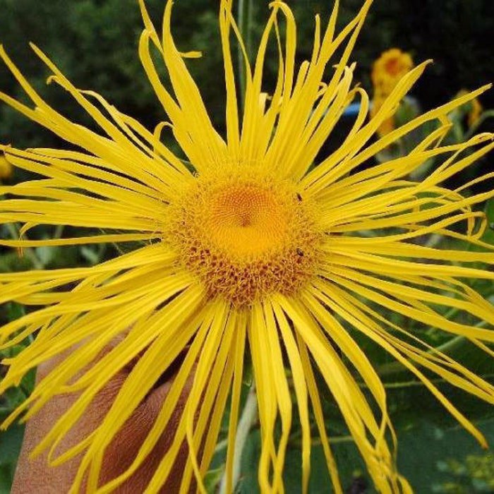 Inula Magnifica Elecampane Magnificent Giant Fleabane Showy 10 Seeds