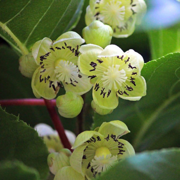 Actinidia Arguta Tara Vine Hardy Kiwi 50 Seeds